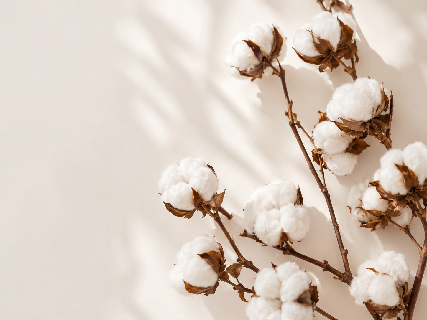 Cotton bolls on brown stems with soft shadows, representing the 100% cotton behind Theologie Clothing clothes